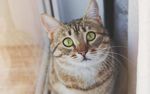 猫咪