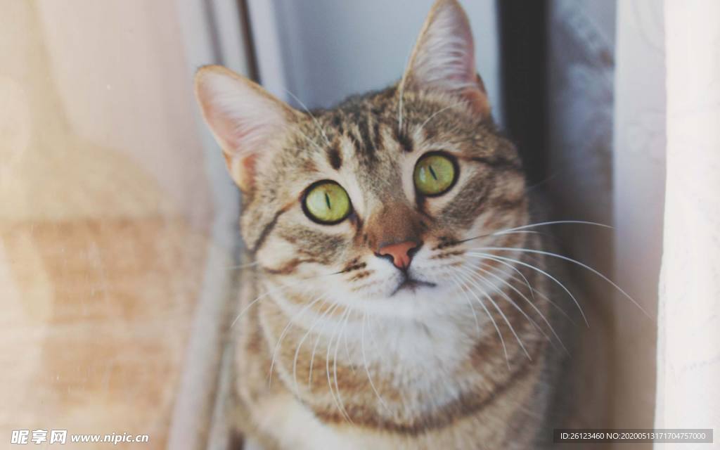 猫咪