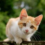 猫咪