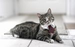 猫咪