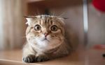 猫咪