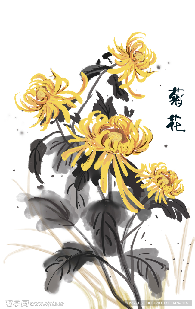 菊花绘画