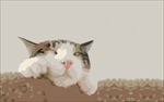 慵懒猫咪背景图片