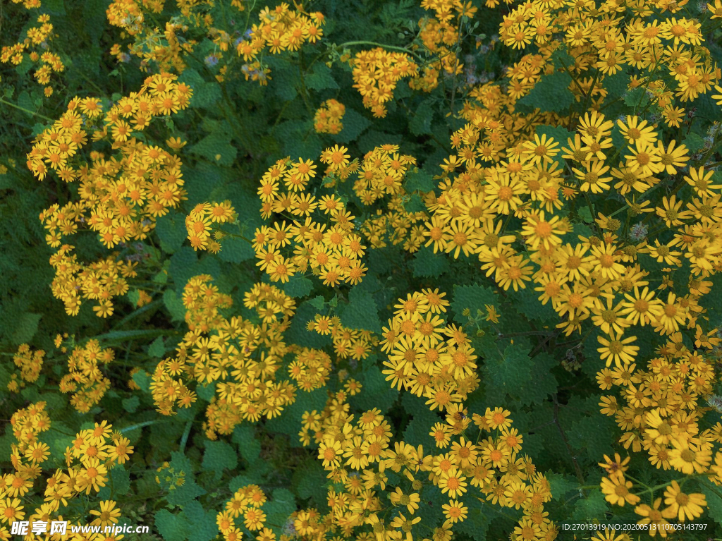 甘菊 小雏菊 黄色花