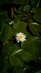 莲花