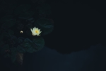 莲花