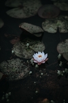 莲花