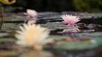 莲花
