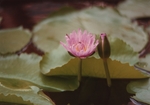 莲花
