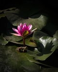 莲花