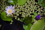 莲花