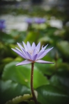 莲花