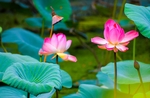 荷花
