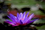 莲花