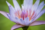 莲花
