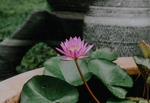 莲花