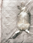 宠物猫