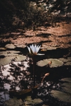 莲花