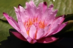 莲花