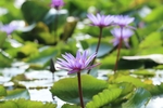 莲花