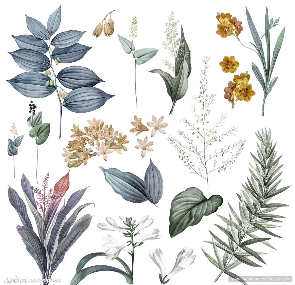 手绘花卉枝叶透明素材
