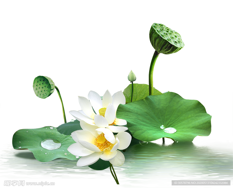 荷花免抠元素