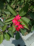 小花