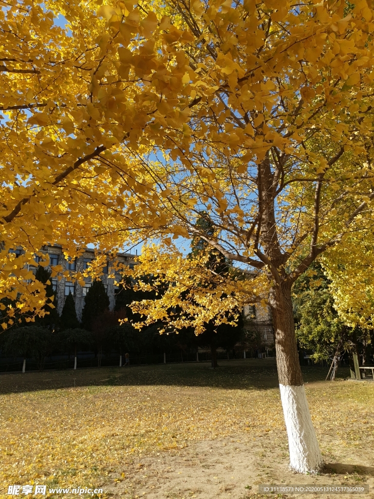 落叶