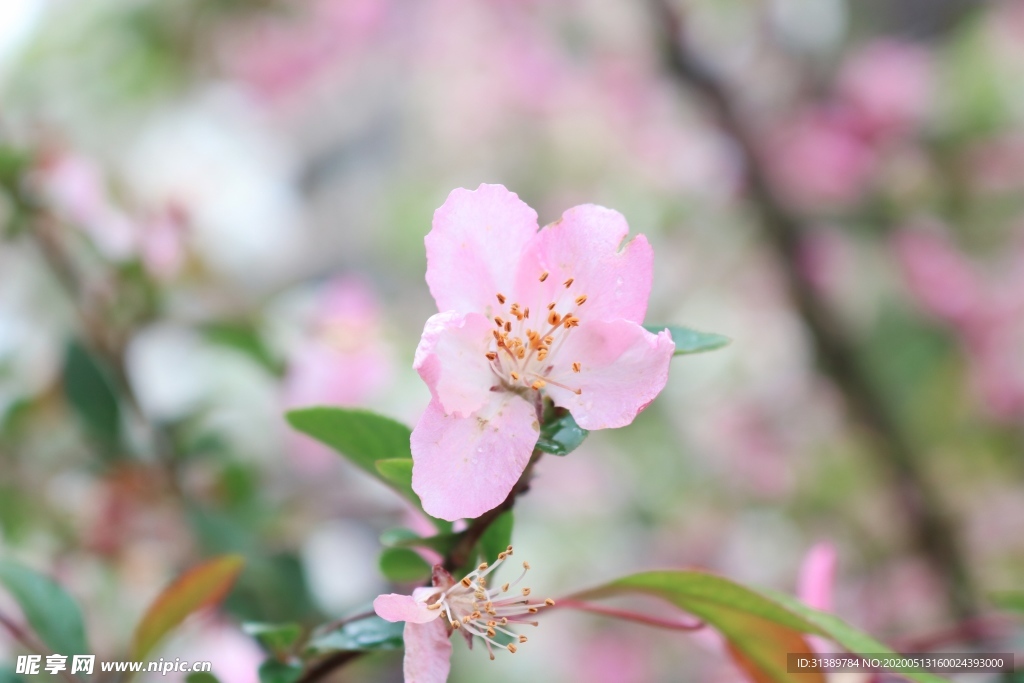 海棠花