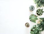 植物背景