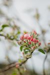 鲜花特写