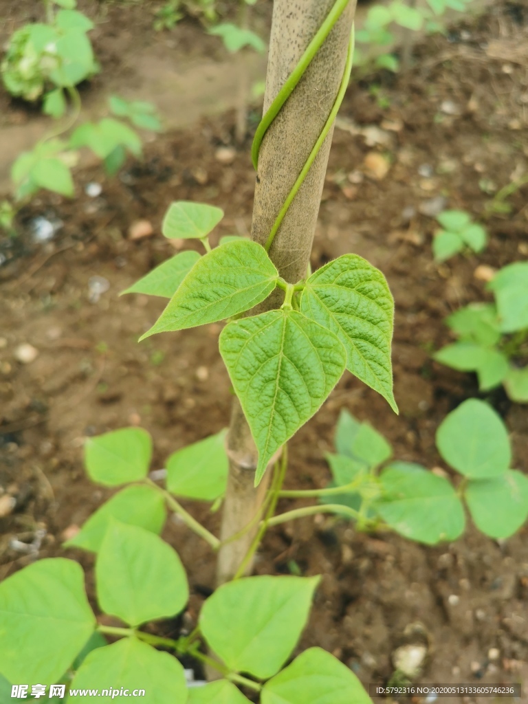 爬藤植物