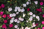 小白花