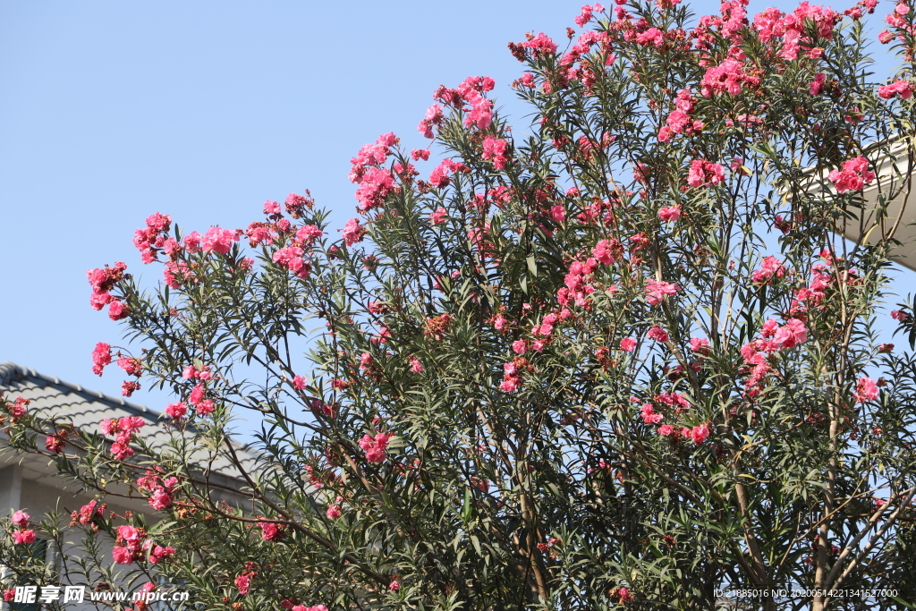 红色花树