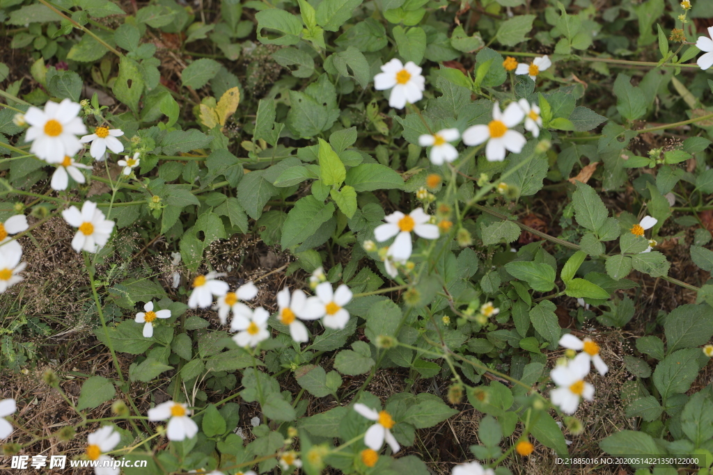 小白花