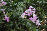 紫腾花