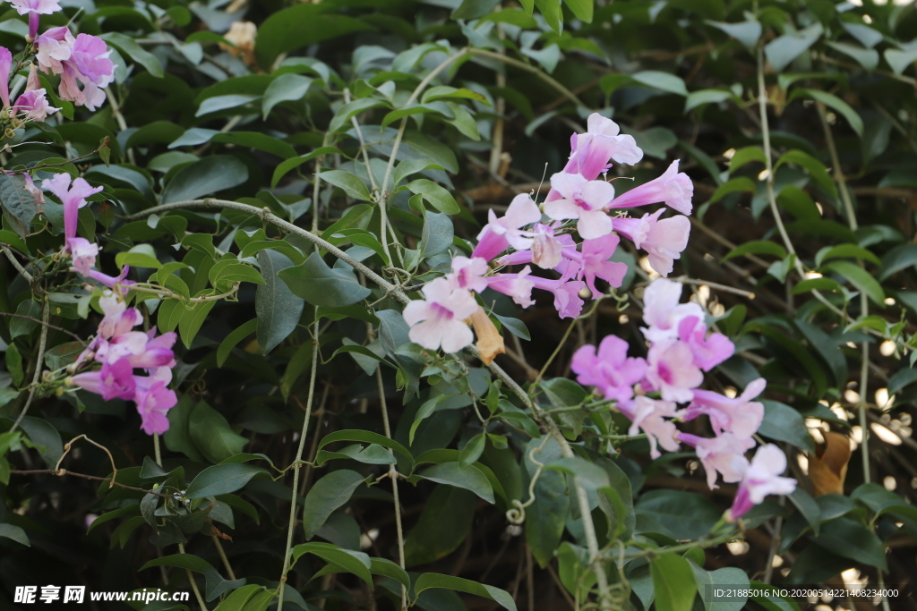 紫腾花