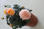 玫瑰花