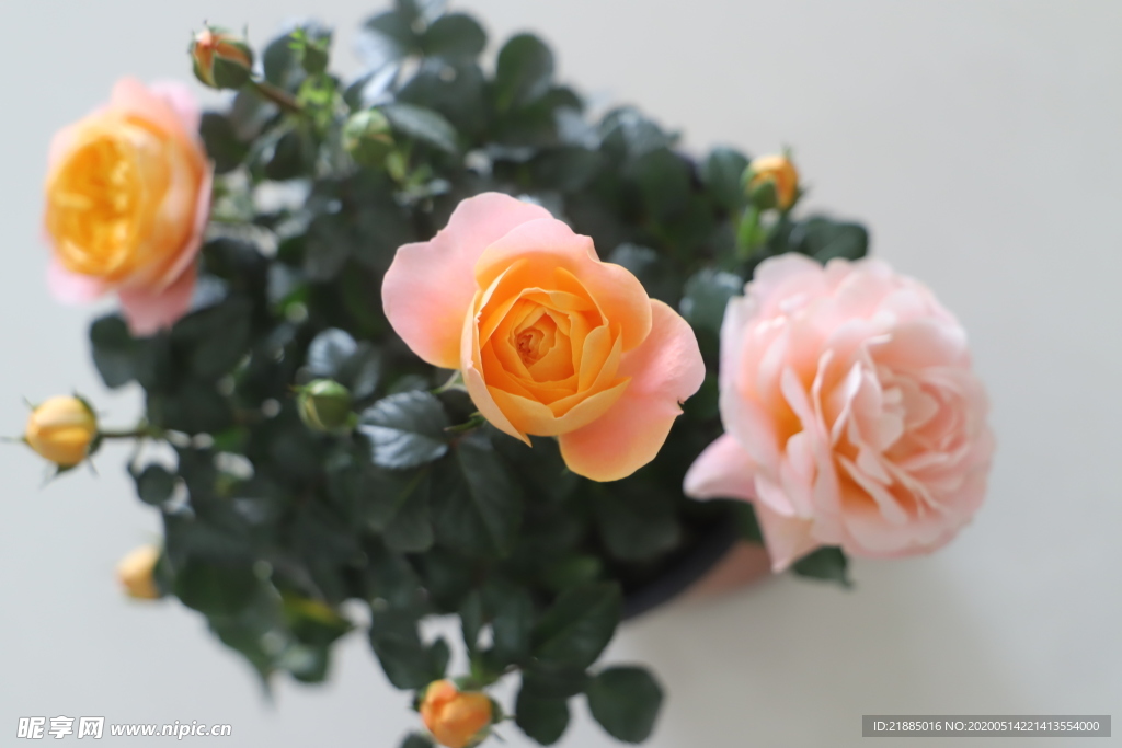 玫瑰花