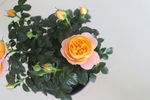玫瑰花