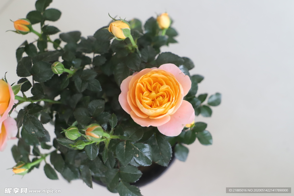 玫瑰花