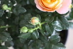 玫瑰花