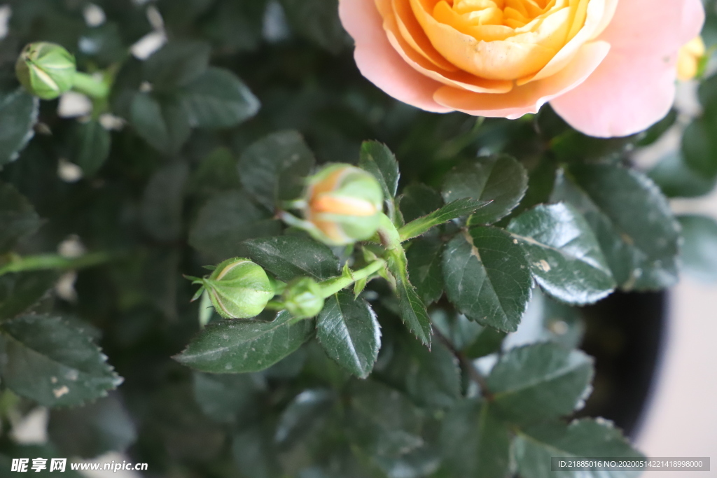 玫瑰花