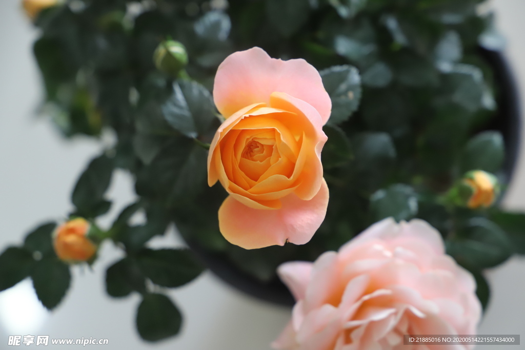 玫瑰花