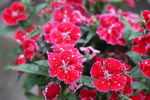 石竹花