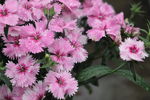 石竹花