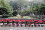 庭院