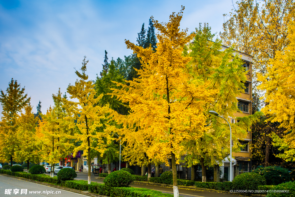 银杏树