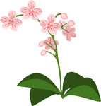 矢量蝴蝶兰