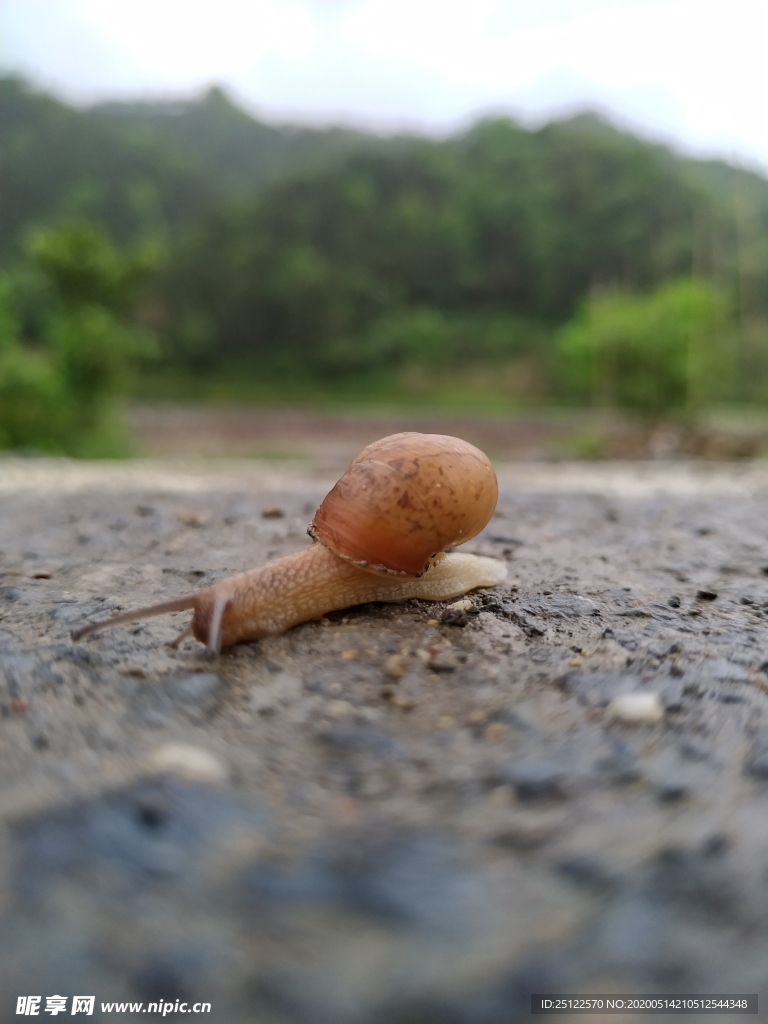 蜗牛